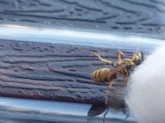 Vespula vulgaris