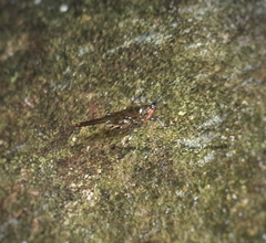 Euscelimena gavialis