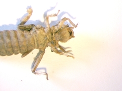 Ophiogomphus colubrinus