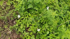 Eriocapitella rivularis