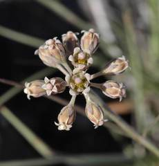 Cordylogyne globosa
