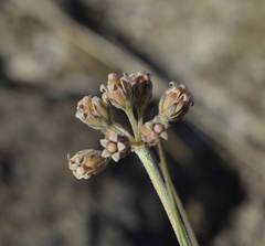 Cordylogyne globosa