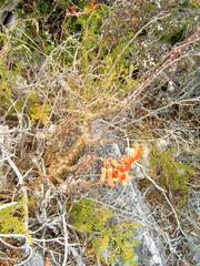 Tylecodon grandiflorus