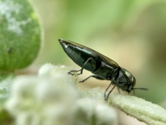 Agrilus lacustris