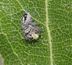 Phidippus insignarius