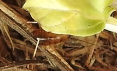 Parcoblatta americana