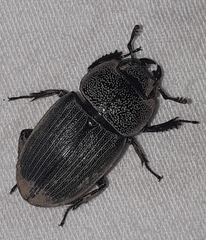 Aegus chelifer