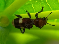 Enoclerus mexicanus