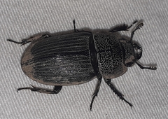 Aegus chelifer