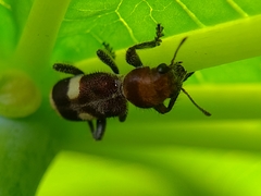 Enoclerus mexicanus