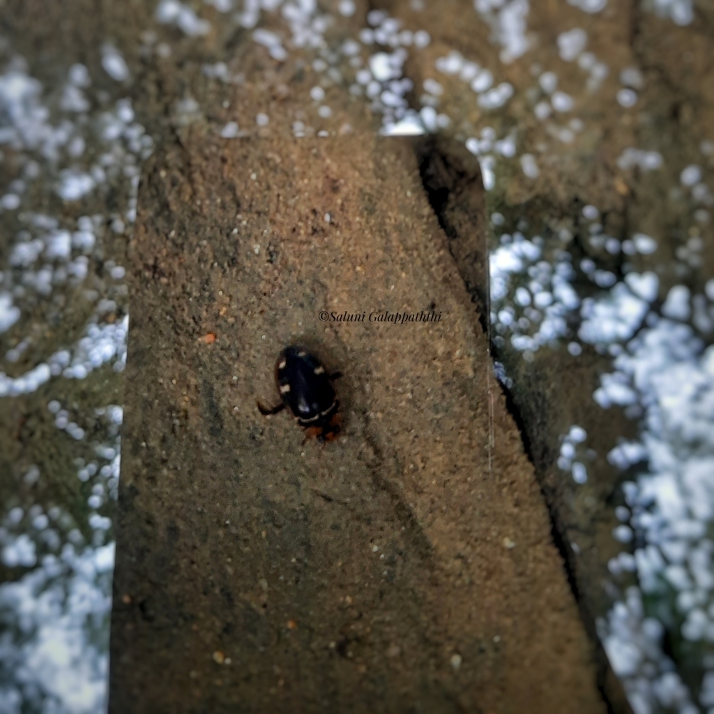 Hydaticus discindens