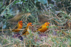 Ploceus castaneiceps