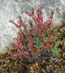 Crassula obtusa