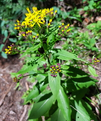 Senecio nemorensis