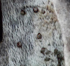 Amblyomma hebraeum