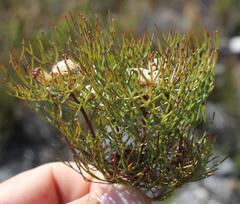 Serruria inconspicua