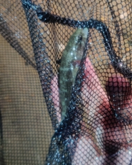 Eleotris acanthopomus