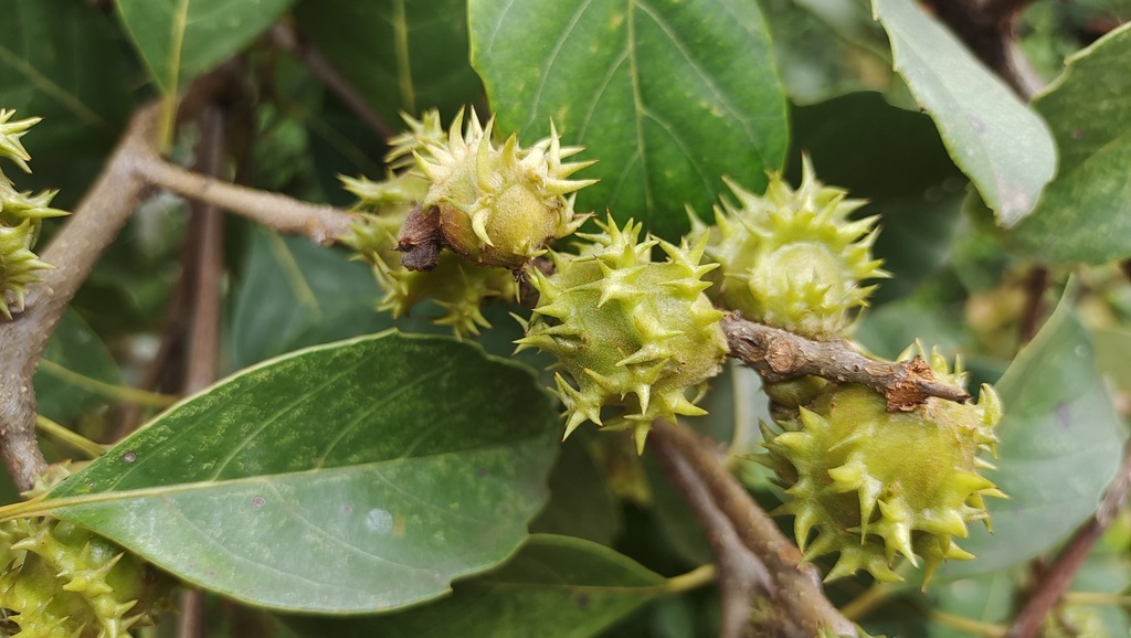 Castanopsis delavayi (Castanopsis delavayi)