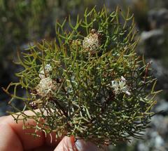 Serruria inconspicua