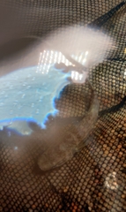 Eleotris acanthopomus