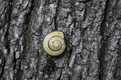 Cepaea nemoralis