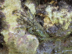 Pachygrapsus marmoratus