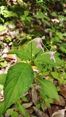 Impatiens