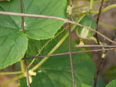 Cucumis sativus hardwickii