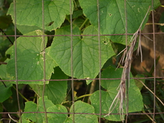Cucumis sativus hardwickii