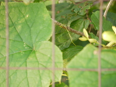 Cucumis sativus hardwickii