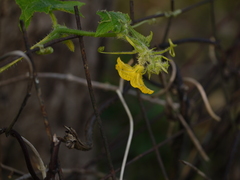 Cucumis sativus hardwickii