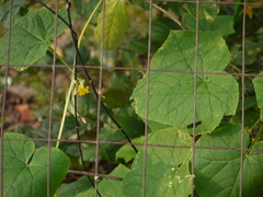 Cucumis sativus hardwickii