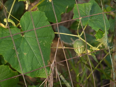 Cucumis sativus hardwickii