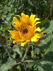 Tithonia tubaeformis