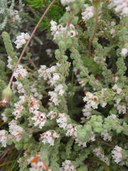 Erica oreotragus