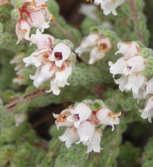 Erica oreotragus