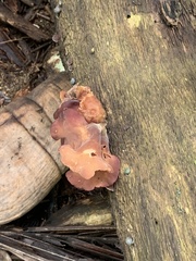 Guepinia helvelloides