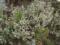 Erica oreotragus