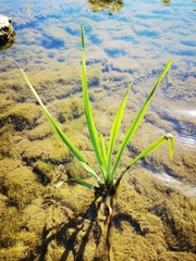 Sparganium erectum