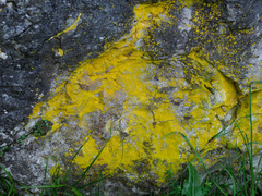 Chrysothrix chlorina