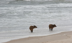 Syncerus caffer nanus