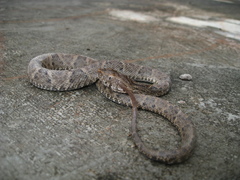 Bothrops leucurus