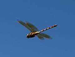 Zosteraeschna minuscula