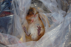 Holochilus brasiliensis