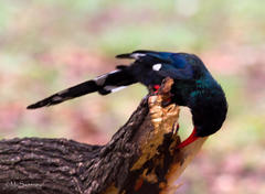 Phoeniculus purpureus marwitzi