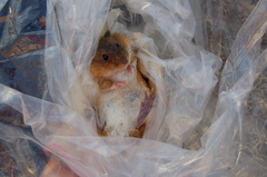 Holochilus brasiliensis