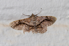 Cleora betularia