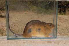 Holochilus brasiliensis