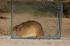 South American Mice and Rats - Photo (c) Leonardo Adrián LEIVA, some rights reserved (CC BY-NC), uploaded by Leonardo Adrián LEIVA