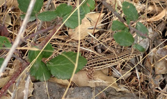 Acanthodactylus erythrurus